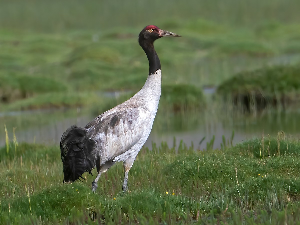 Black-Necked Cranes